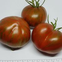 Berkeley Tie Dye Heart